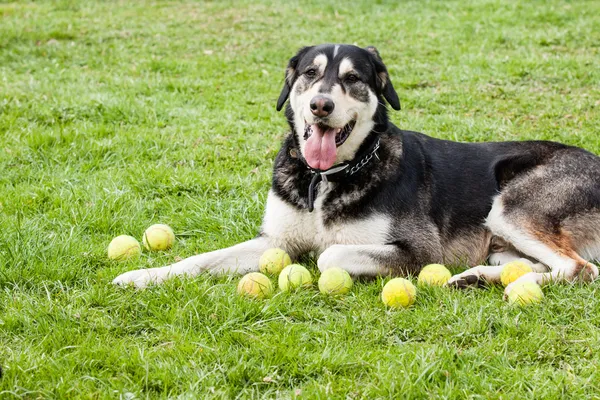 Mutt de Alaska malamute — Foto de Stock