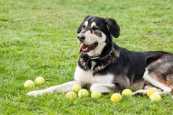 Mutt alaskan malamute — Zdjęcie stockowe