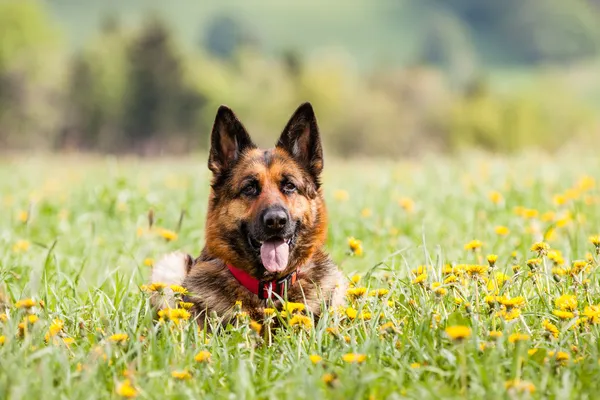 Alman çoban köpeği.