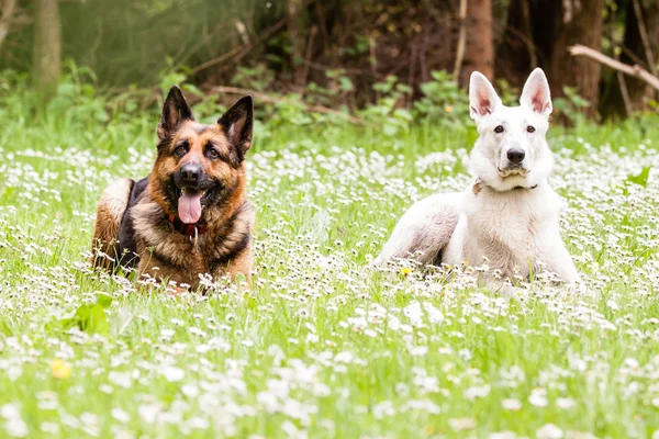 Chien De Berger Suisse Images Libres De Droit Photos De Chien De Berger Suisse Depositphotos