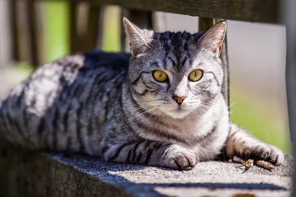 Кошка на заборе Лицензионные Стоковые Изображения