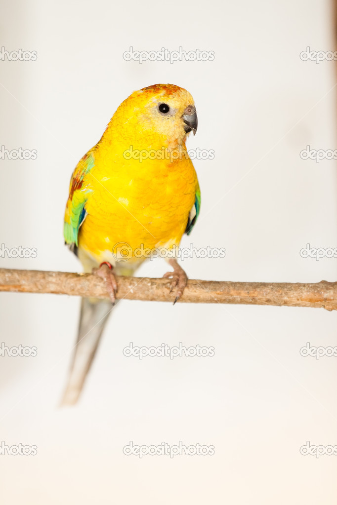 Red-rumped Parrot (Psephotus haematonotus)