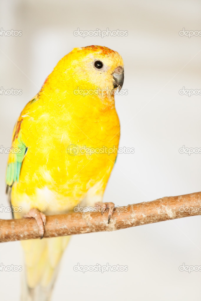 Red-rumped Parrot (Psephotus haematonotus) — Stock Photo © Jarrycz