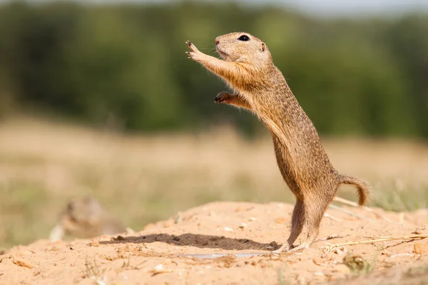 Gopher — 图库照片