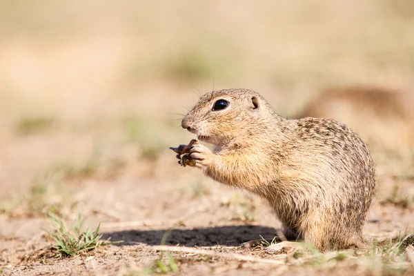 Gopher — 图库照片