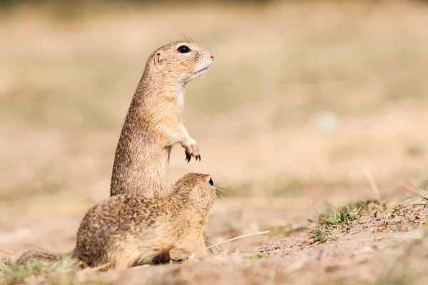 Gopher — 图库照片