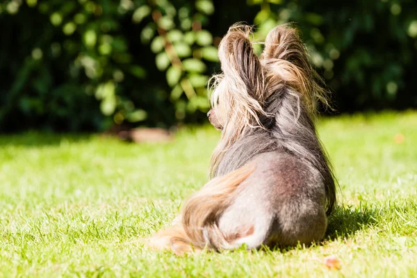 Cane Crested cinese — Foto Stock