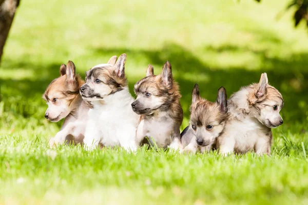 Chinese crested dog — Stock Photo, Image