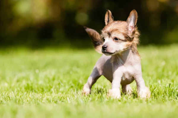 Chinese crested dog — Stock Photo, Image