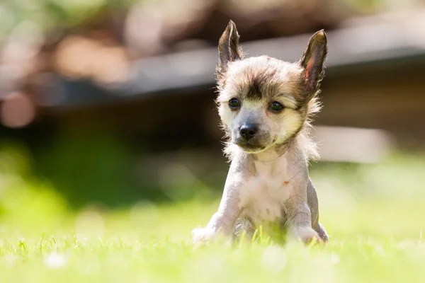 Kinesisk Crested Dog – stockfoto