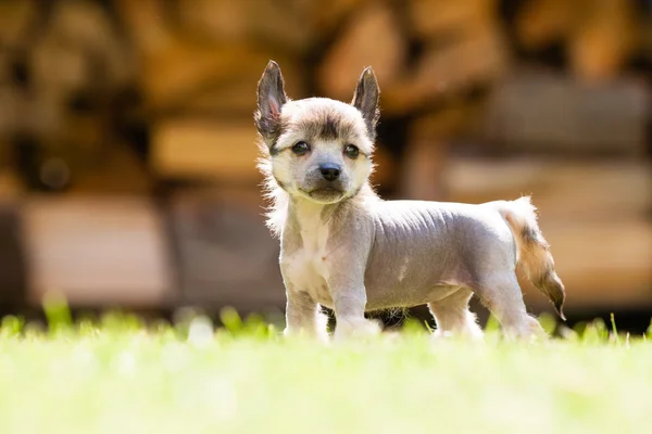 Perro cresta chino — Foto de Stock