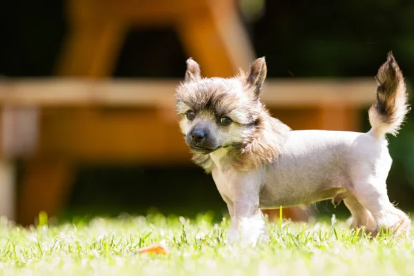 Çince Tepeli Köpek