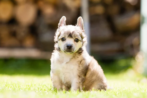 Chinês Cão Crested — Fotografia de Stock