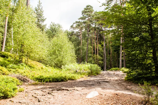 Forest path Stock Photo