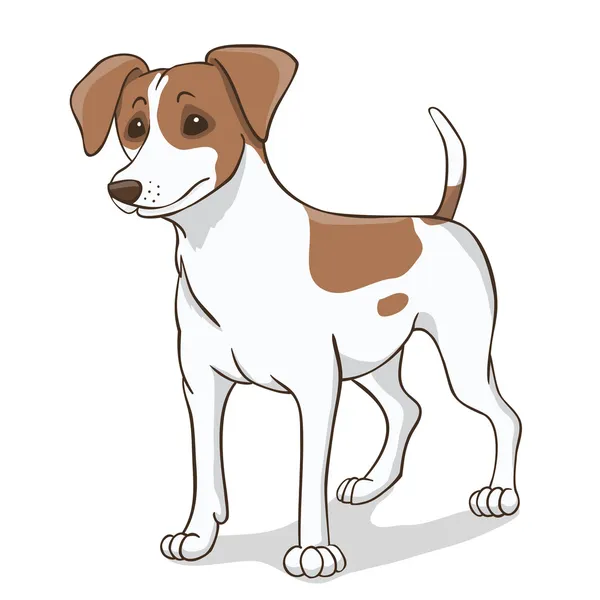 Jack russell hnědá — Stockový vektor