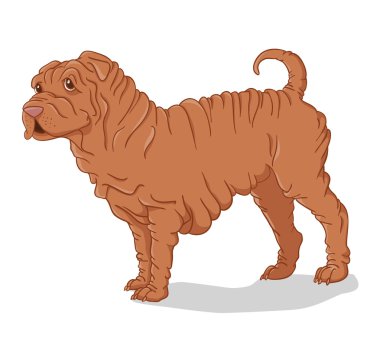 shar pei köpek kırmızı