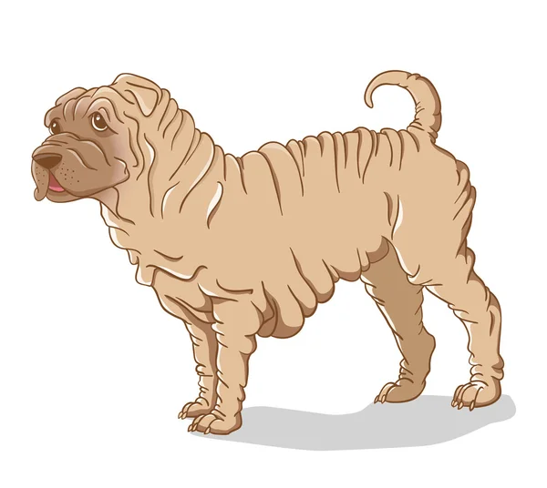 Shar Pei crema — Vector de stock