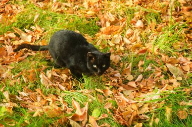 Kara kedi düşen sarı arasında oturan Park yeşil çimenlerin üzerinde bırakır.