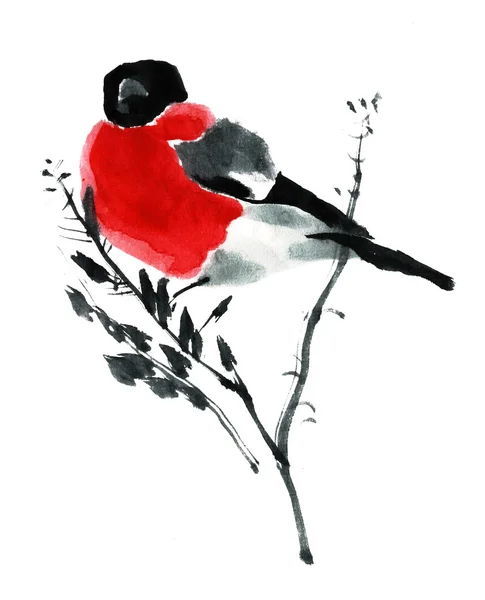 Bullfinch pintado em um fundo branco — Fotografia de Stock