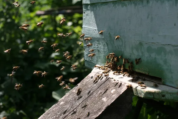 Honigbienen — Stockfoto