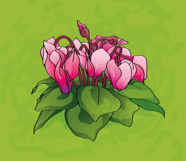Flores de ciclamen — Vector de stock