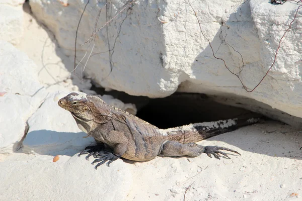 Iguana — Stock Photo, Image