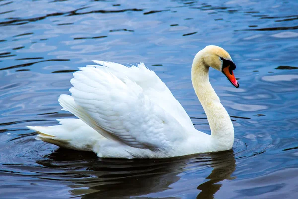 Cigno — Foto Stock