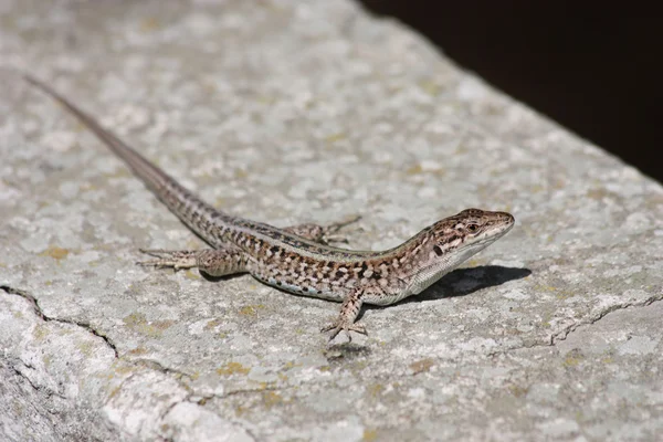 Lagarto — Fotografia de Stock