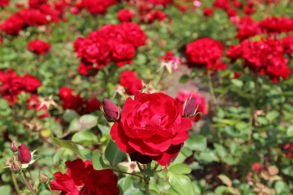 Rosa rossa Immagini Stock Royalty Free