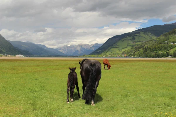 Alplerdeki atlar — Stok fotoğraf