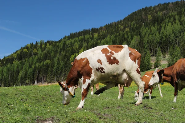 Alpine cows — Stock Photo, Image