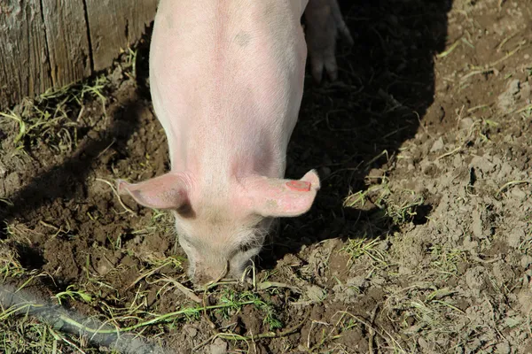 Detalle de un cerdo rosa — Foto de Stock