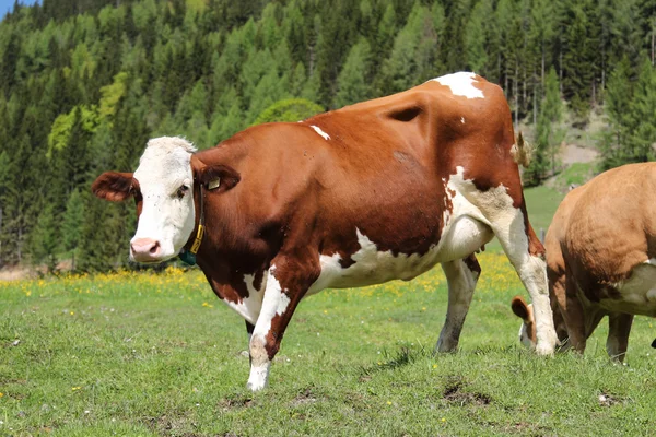 Alpine cow — Stock Photo, Image