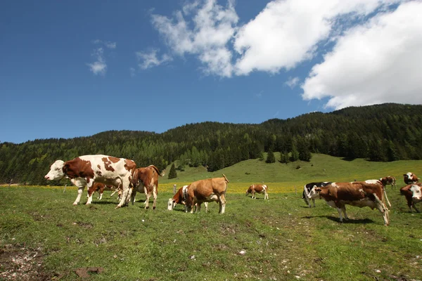 Alpine cows — Stock Photo, Image