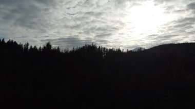 Bir gölgede orman ve parlak güneşli bulutlu gökyüzü.