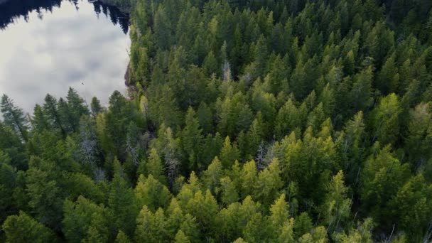 Vista Superior Bosque Coníferas Ensalada Cerca Lago Espejo — Vídeo de stock
