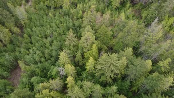 Início Uma Floresta Coníferas Vancouver — Vídeo de Stock