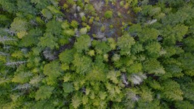 Parlak ve kalın kozalaklı ağaçların üst görüntüsü