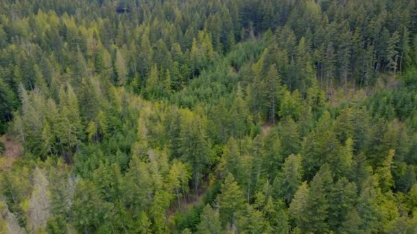 Drónkilátás Tűlevelű Erdőkre Gáztónusokkal Vancouverben — Stock videók