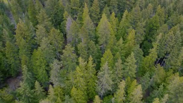 Top View Bright Salad Coniferous Forest — Stock Video