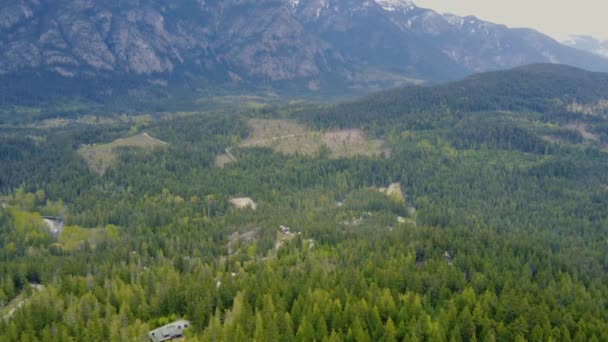 Αεροφωτογραφία Των Λόφων Πυκνό Κωνοφόρο Δάσος — Αρχείο Βίντεο