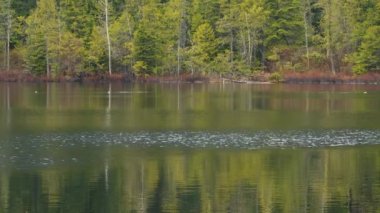 Kanada 'da güneşli bir günde yeşil ormanın yansımasıyla sakin bir göl.