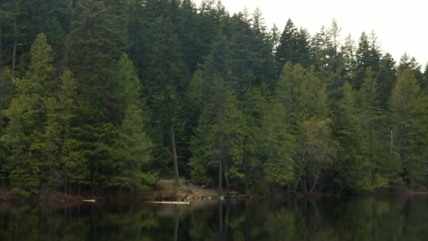 Спокойное Озеро Утром Еловыми Деревьями Берегу — стоковое видео