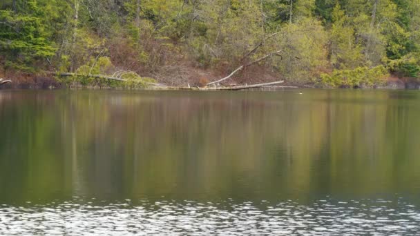 Reflexão Floresta Verde Lago Canadá Pequeno Mergulho Pato — Vídeo de Stock