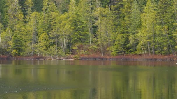 湖面上的水缓缓移动 绿杉树倒映在湖面上 — 图库视频影像