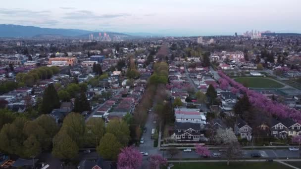 Vancouver Evlerinin Açılışı Bir Bahar Akşamı Kiraz Ağaçlarıyla — Stok video