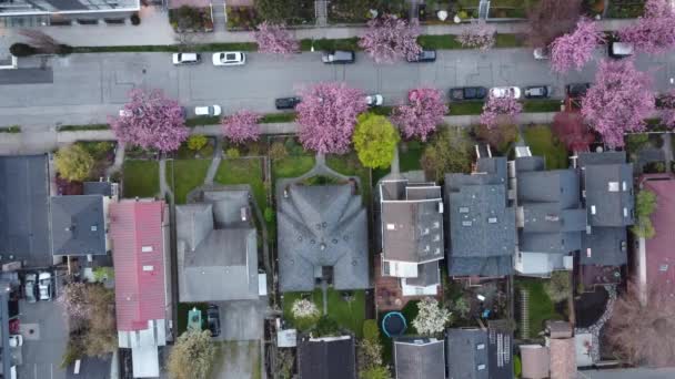 Vista Cima Para Baixo Vancouver Telhados Casas Pequenas Flor Cereja — Vídeo de Stock