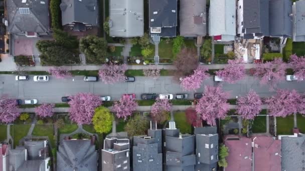 Vancouver Kanada Kiraz Çiçeği Sokağı Aşağı Manzaralı — Stok video