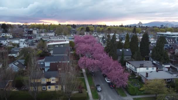 日落和樱花盛开时温哥华森林的空中景观 — 图库视频影像