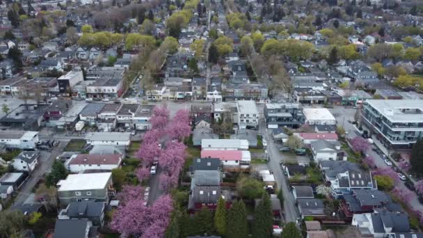 Vuela Sobre Pequeñas Calles Vancouver Con Flores Cerezo Casas Pequeñas — Vídeo de stock